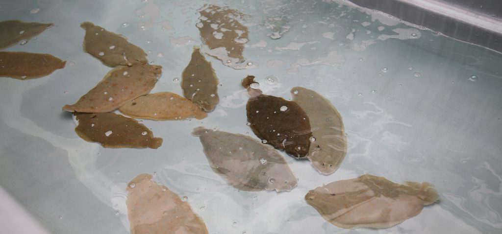 La Universidad de Cádiz celebra el Día de la Acuicultura en el Campus de Puerto Real