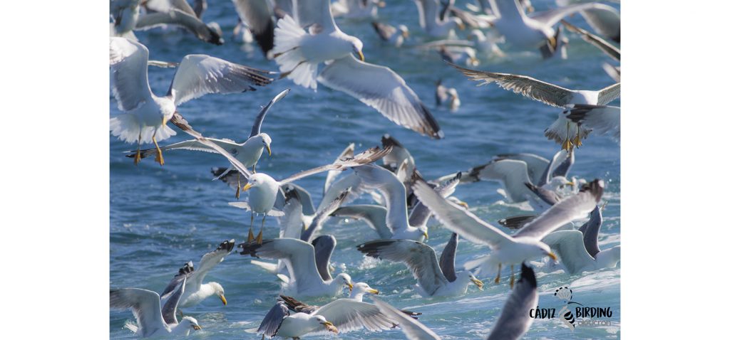 Investigadores de la UCA aconsejan al Gobierno ampliar el área de protección para el ave marina más amenazada del planeta