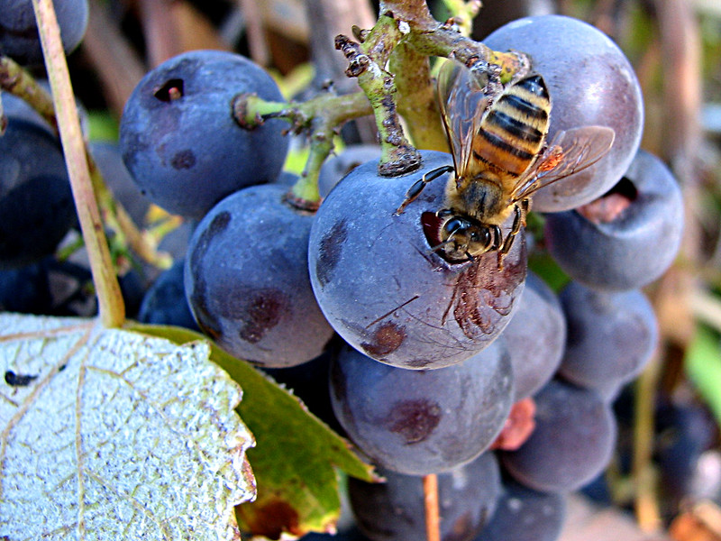 Investigadores de la UCA estudian cómo el polen puede ayudar a mejorar la fermentación alcohólica del vino