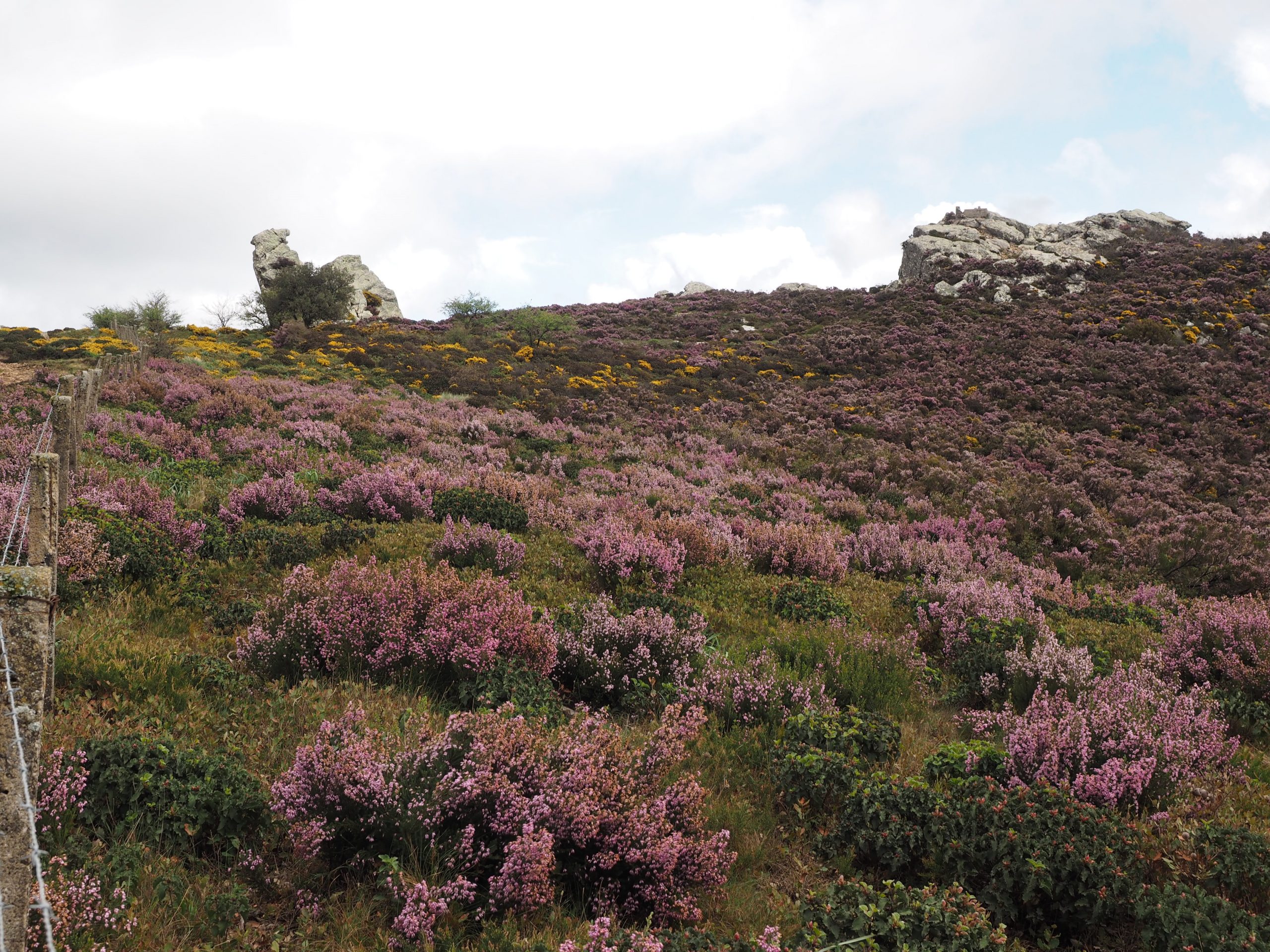 Un estudio de la Universidad de Cádiz muestra la relación existente entre el corzo y la herriza en los cotos de caza de la provincia
