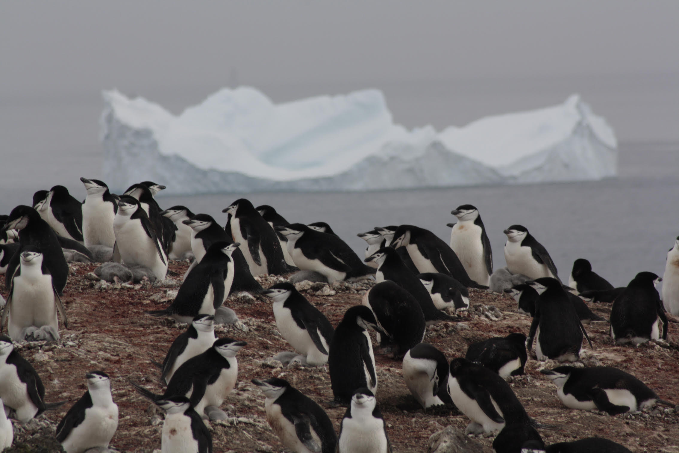 Investigadores de la UCA participan en un proyecto que analiza la influencia de los pingüinos en los ciclos bioquímicos de la Antártida