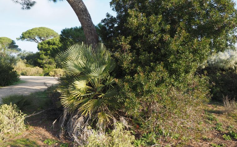 La UCA celebra dos rutas guiadas por Cádiz y Puerto Real y varios talleres divulgativos en Parque Natural de Los Toruños