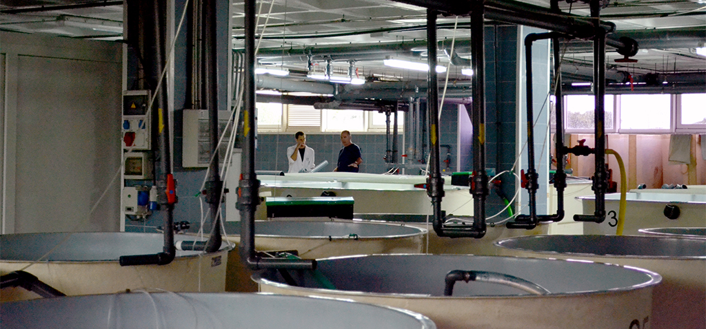 Investigadores de la UCA trabajan en el proyecto ‘ALEHOOP’ para la recuperación de proteínas dietéticas a partir de microalgas