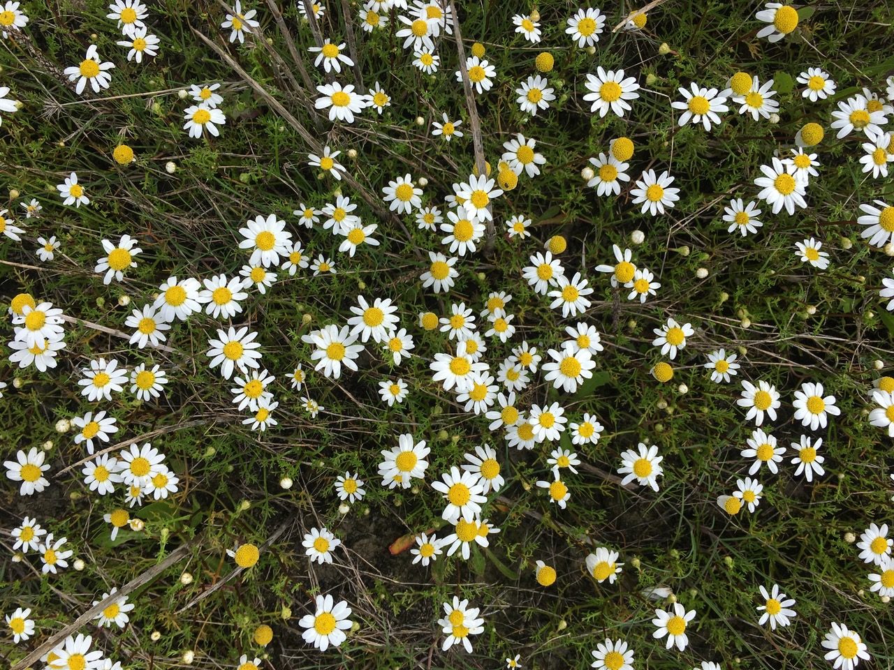 Investigadores de la UCA constatan que cultivar distintas especies agrarias juntas incrementa la producción