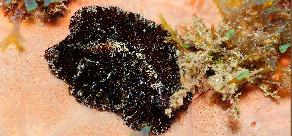 Investigadores de la UCA hallan una nueva especie de gusano marino en el Golfo de Guinea