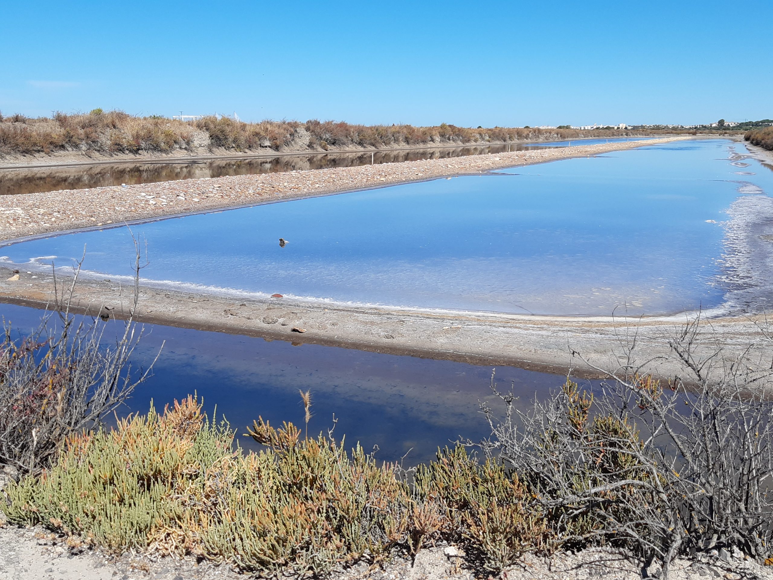 Jornada ‘Las oportunidades de la economía azul en humedales: caso concreto de las marismas de la Bahía de Cádiz’