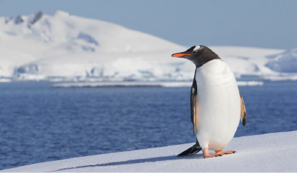 La UCA participa en un estudio que revela como los pingüinos son clave en el reciclaje de hierro en las aguas de la Antártida