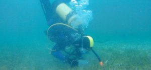 Descubren nuevos efectos de la contaminación en las praderas marinas