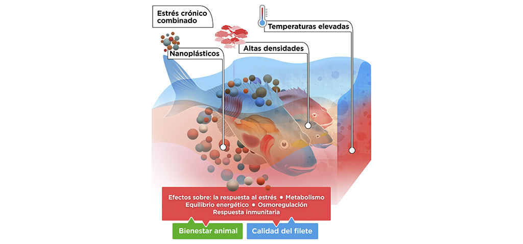 Investigadores de la UCA forman parte del proyecto ‘Combinación de agentes estresantes: el próximo reto para los peces de acuicultura’