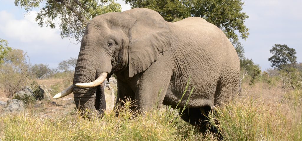 La UCA participa en un estudio internacional que demuestra cómo el declive de los dispersores de semillas está cambiando lentamente la vegetación del planeta