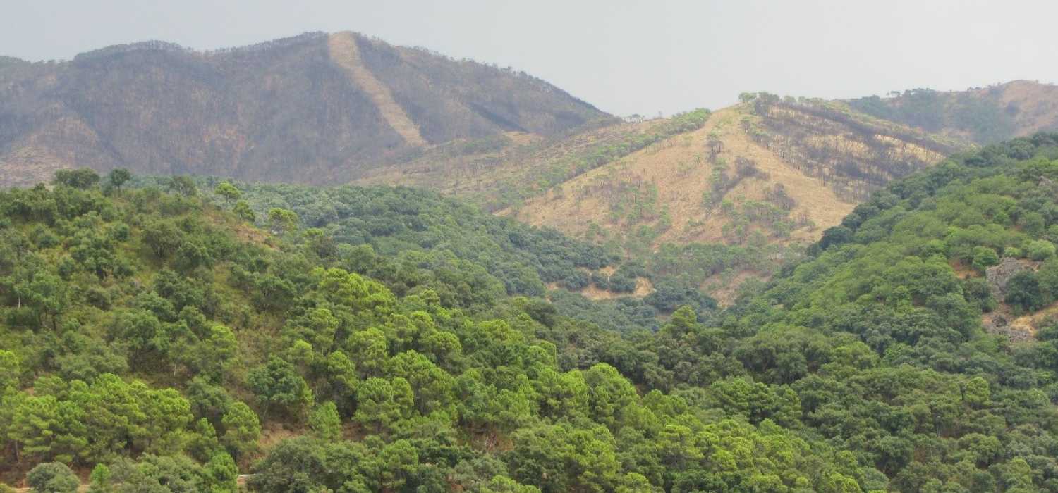 Un estudio liderado por la UCA demuestra que el tipo de vegetación condiciona la severidad del fuego y la recuperación de los ecosistemas mediterráneos