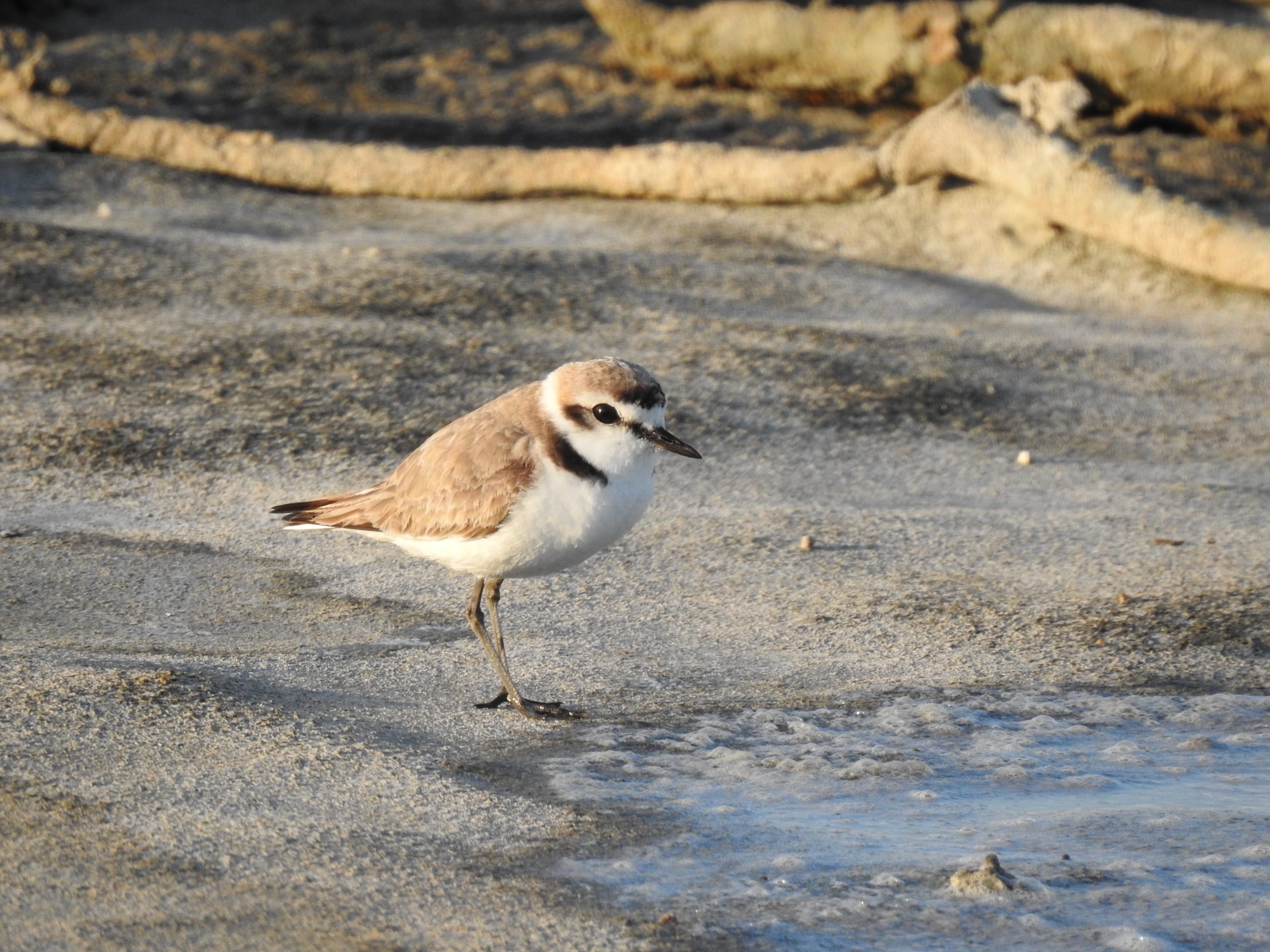 La UCA realiza el primer seguimiento GPS de alta resolución de la migración transcontinental del ...