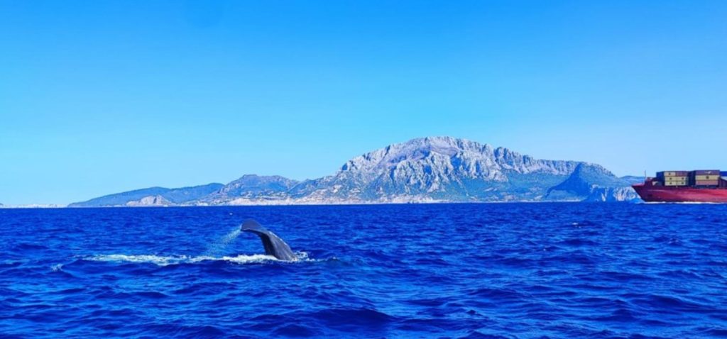 Investigadoras de la UCA desarrollan un sistema de inteligencia artificial para detectar silbidos de cetáceos en el Estrecho de Gibraltar