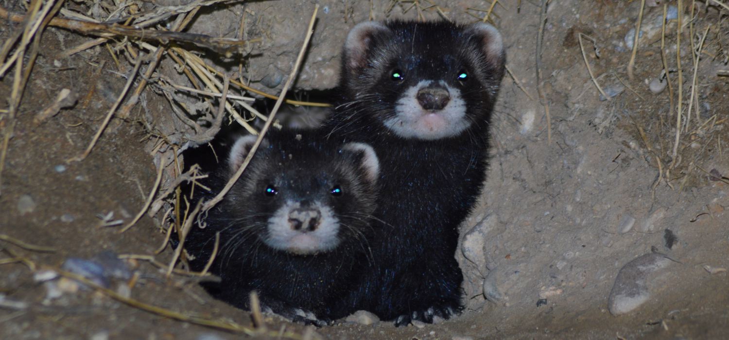 Un estudio liderado por la Universidad de Cádiz confirma la hibridación entre turones y hurones e...