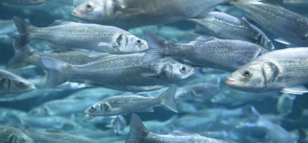 La UCA colidera un proyecto para impulsa una acuicultura más sostenible basada en subproductos agroindustriales