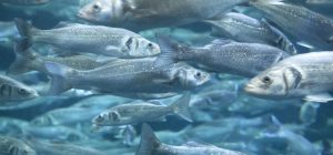 La UCA colidera un proyecto para impulsa una acuicultura más sostenible basada en subproductos ag...