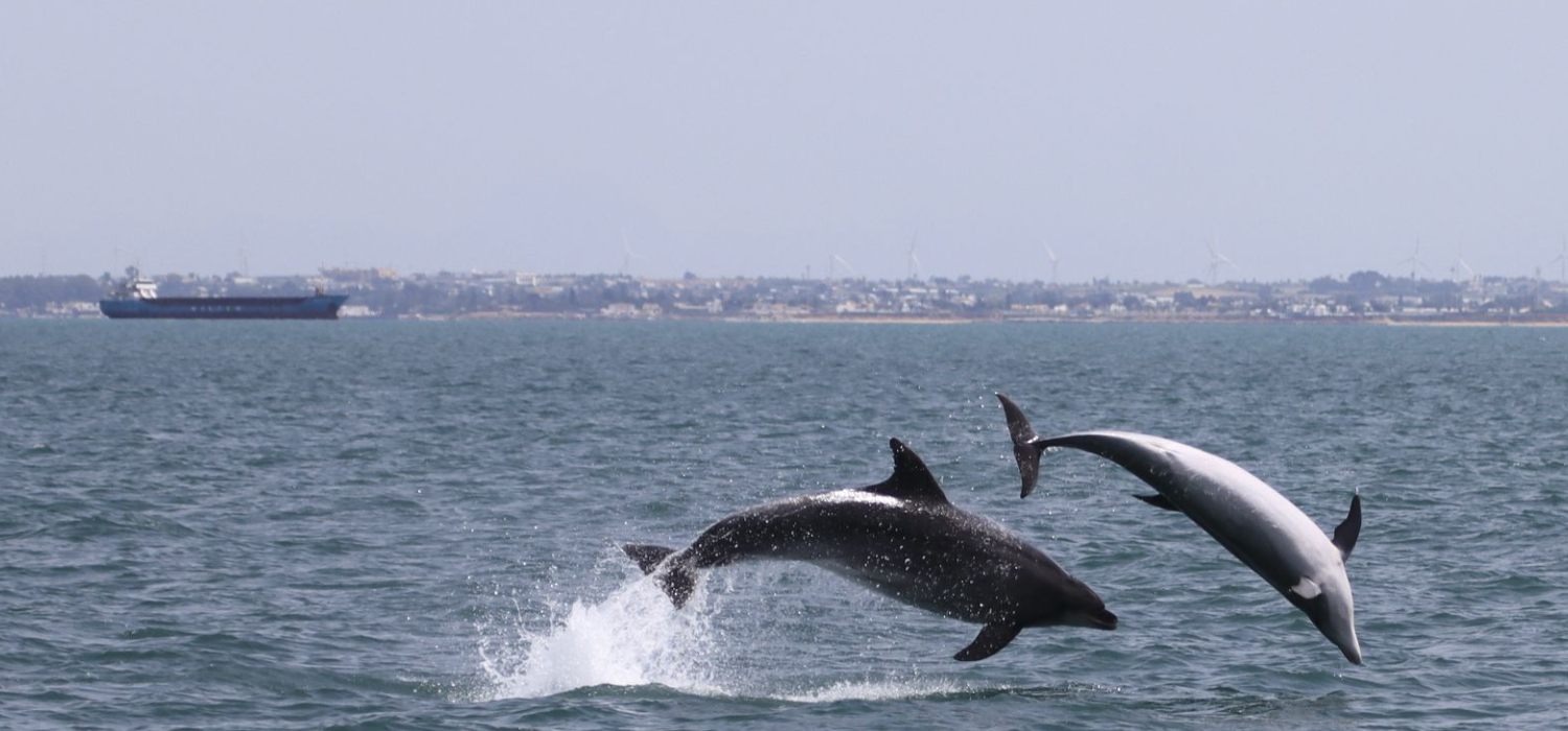 La UCA participa en BIOACUMAR para estudiar el impacto de contaminantes emergentes en los ecosistemas marinos