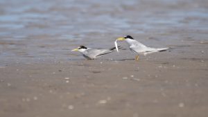La UCA identifica nuevas áreas prioritarias para mejorar la conservación del charrancito común